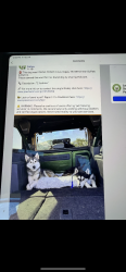 Lost Male Dog last seen Patrick abd villa lante, Las Vegas, NV 89113