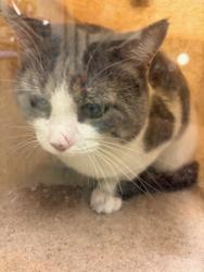 Shelter Stray Unknown Cat last seen Near BLOCK S 1300 W, TAYLORSVILLE UT 84123, 4522 W 3500 S, West Valley City, UT 84120, USA