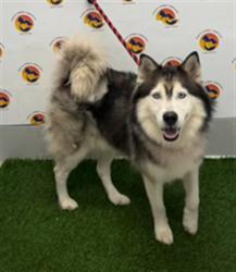 Shelter Stray Male Dog last seen MANGROVE DR / WOODSMAN DR, 19640 Dogpatch Ln, Land O' Lakes, FL 34638, USA