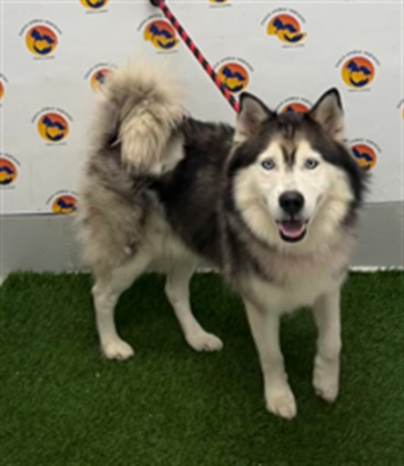 Shelter Stray Male Dog last seen MANGROVE DR / WOODSMAN DR, 19640 Dogpatch Ln, Land O' Lakes, FL 34638, USA