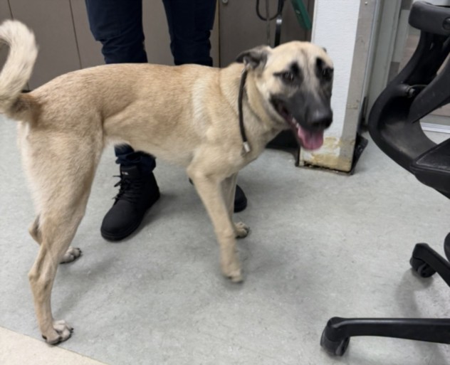 Shelter Stray Female Dog last seen , 14409 Vanowen St, Van Nuys, CA 91405, USA