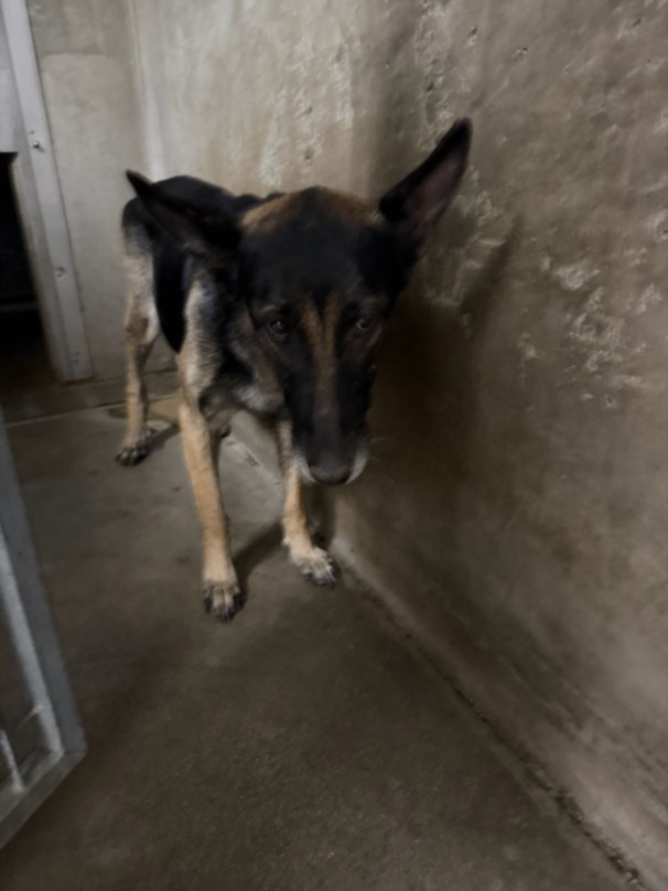 Shelter Stray Female Dog last seen , 14409 Vanowen St, Van Nuys, CA 91405, USA