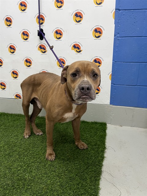 Shelter Stray Male Dog last seen LOY ST & EMBER AVE, 19640 Dogpatch Ln, Land O' Lakes, FL 34638, USA