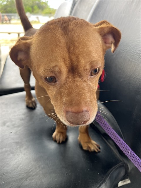 Shelter Stray Male Dog last seen WERNER BOYCE SALT SPRINGS STATE PARK, 19640 Dogpatch Ln, Land O' Lakes, FL 34638, USA