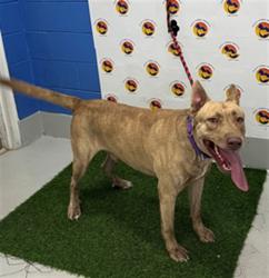 Shelter Stray Male Dog last seen CENDRS POINR DR/ ROWAN RD, 19640 Dogpatch Ln, Land O' Lakes, FL 34638, USA