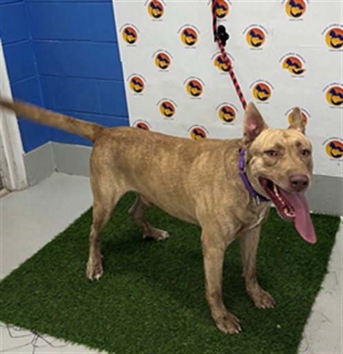Shelter Stray Male Dog last seen CENDRS POINR DR/ ROWAN RD, 19640 Dogpatch Ln, Land O' Lakes, FL 34638, USA