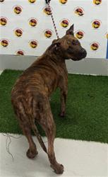 Shelter Stray Female Dog last seen CENDRS POINR DR/ ROWAN RD, 19640 Dogpatch Ln, Land O' Lakes, FL 34638, USA