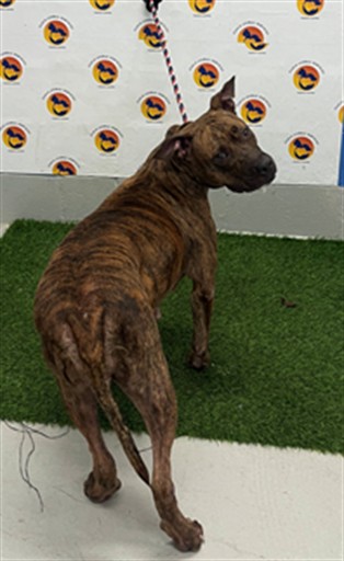 Shelter Stray Female Dog last seen CENDRS POINR DR/ ROWAN RD, 19640 Dogpatch Ln, Land O' Lakes, FL 34638, USA