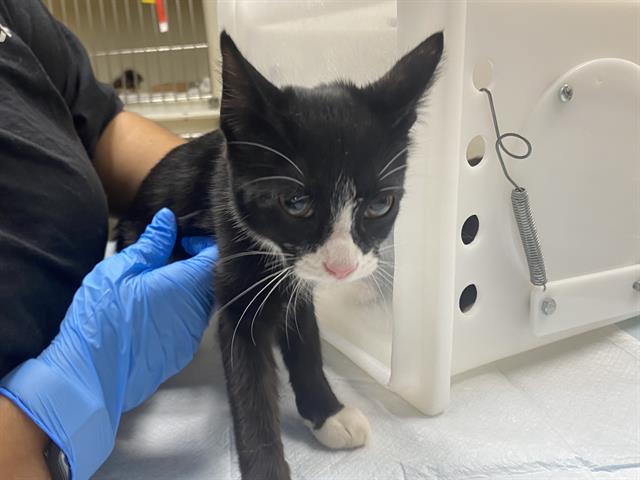 Shelter Stray Male Cat last seen Near BLOCK W CARMEN AVE, 3839 W Burnham St, West Milwaukee, WI 53215, USA