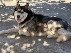 Reunited Male Dog last seen NE 242nd ave Battle Ground, Clark County, WA 98604