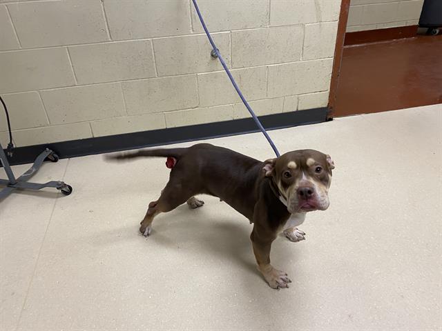 Shelter Stray Female Dog last seen , 3839 W Burnham St, West Milwaukee, WI 53215, USA