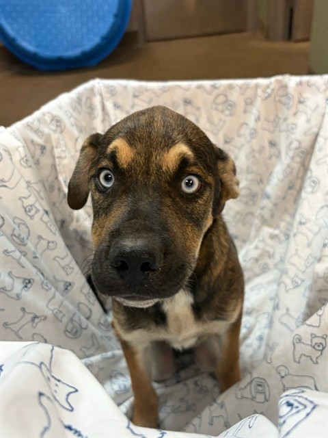 Shelter Stray Male Dog last seen Near BLOCK W 17TH ST, 2020 Forest St, Jacksonville, FL 32204, USA