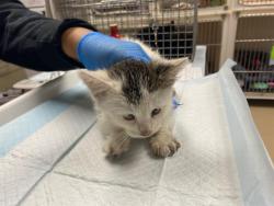 Shelter Stray Male Cat last seen , 3839 W Burnham St, West Milwaukee, WI 53215, USA