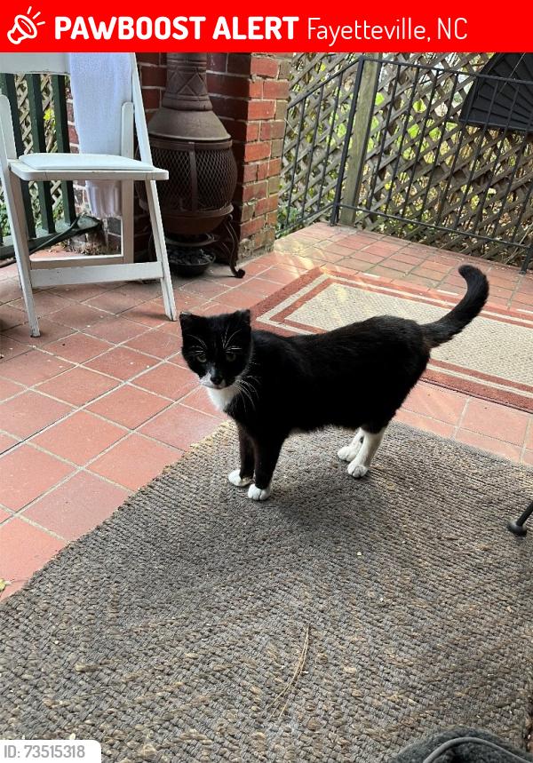 Lost Male Cat last seen Hillside Ave., Brandt's Lane, Athens Ave., Hay St., Fayetteville, NC 28301