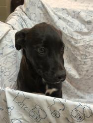 Shelter Stray Female Dog last seen Near BLOCK W 17TH ST, 2020 Forest St, Jacksonville, FL 32204, USA