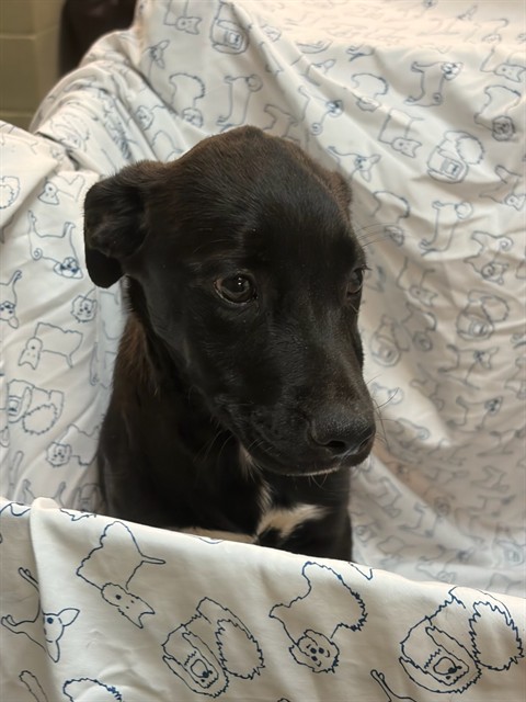 Shelter Stray Female Dog last seen Near BLOCK W 17TH ST, 2020 Forest St, Jacksonville, FL 32204, USA