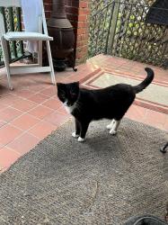 Lost Male Cat last seen Hillside Ave., Brandt's Lane, Athens Ave., Hay St., Fayetteville, NC 28301