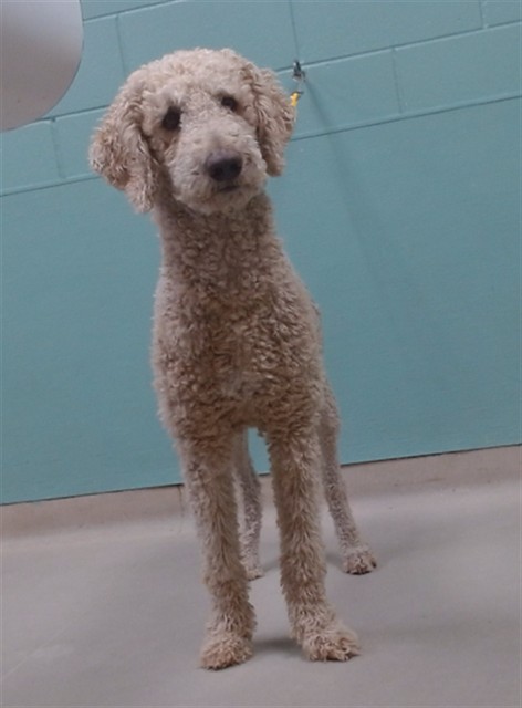 Shelter Stray Male Dog last seen Near YUKON DR, SUN VALLEY NV 89433, 2825 Longley Ln Suite A, Reno, NV 89502, USA
