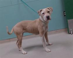 Shelter Stray Female Dog last seen Near BLOCK CHOCOLATE DR, SUN VALLEY NV 89433, 2825 Longley Ln Suite A, Reno, NV 89502, USA