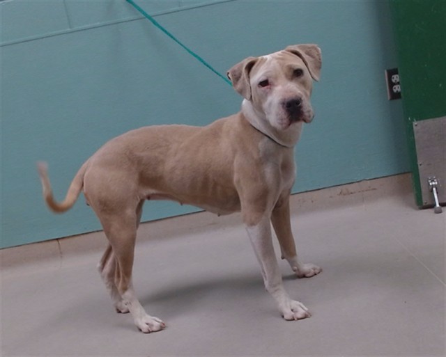Shelter Stray Female Dog last seen Near BLOCK CHOCOLATE DR, SUN VALLEY NV 89433, 2825 Longley Ln Suite A, Reno, NV 89502, USA