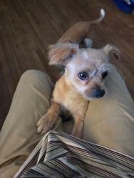 Lost Male Dog last seen Imperial Ave, San Diego, CA 92114