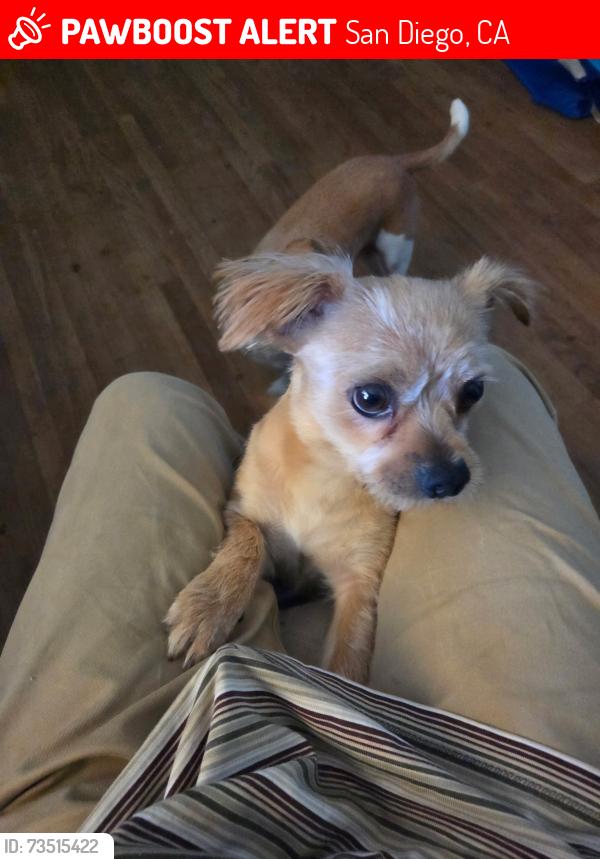 Lost Male Dog last seen Imperial Ave, San Diego, CA 92114