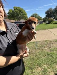 Reunited Female Dog last seen country club rd, Cleburne, TX 76033