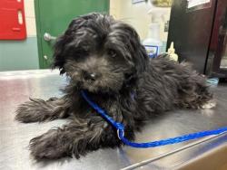 Shelter Stray Female Dog last seen Near STINE WAY, SPARKS NV 89431, 2825 Longley Ln Suite A, Reno, NV 89502, USA
