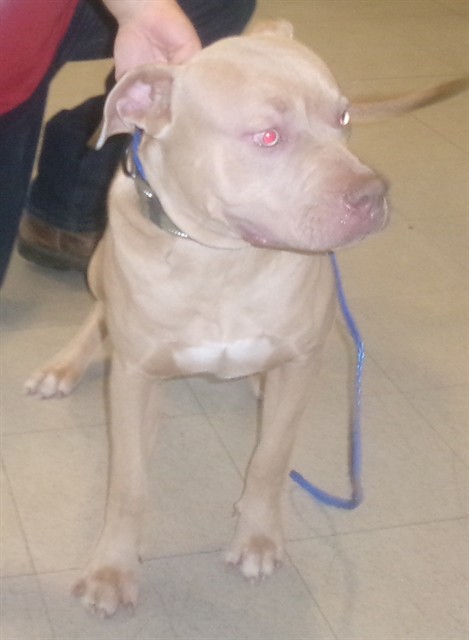 Shelter Stray Male Dog last seen Near BLOCK EVANS AVE NW, 4950 SW Triana Blvd, Huntsville, AL 35805, USA