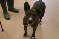 Shelter Stray Female Dog last seen Near BLOCK N MAIN STREET, 127 Humane Ln, Columbia, SC 29201, USA