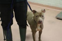 Shelter Stray Female Dog last seen Near BLOCK CARDAMON CT, 127 Humane Ln, Columbia, SC 29201, USA