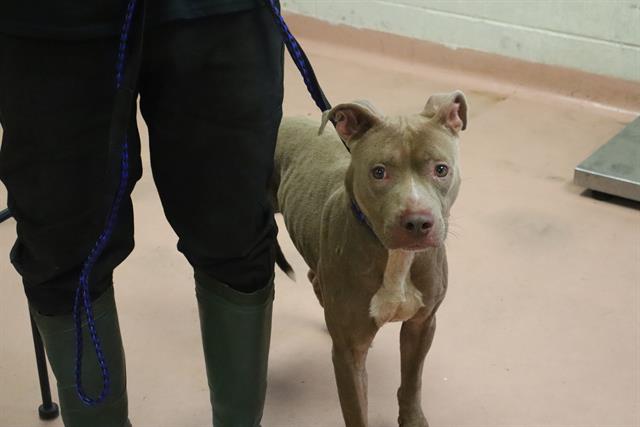 Shelter Stray Female Dog last seen Near BLOCK CARDAMON CT, 127 Humane Ln, Columbia, SC 29201, USA