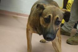 Shelter Stray Male Dog last seen Near BLOCK WILLIE PEAKE CIR, 127 Humane Ln, Columbia, SC 29201, USA