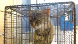 Shelter Stray Female Cat last seen Near BLOCK NW 33 ST, 3599 NW 79th Ave, Doral, FL 33122, USA