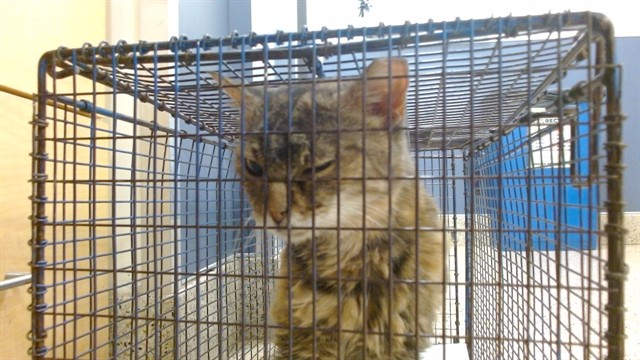 Shelter Stray Female Cat last seen Near BLOCK NW 33 ST, 3599 NW 79th Ave, Doral, FL 33122, USA