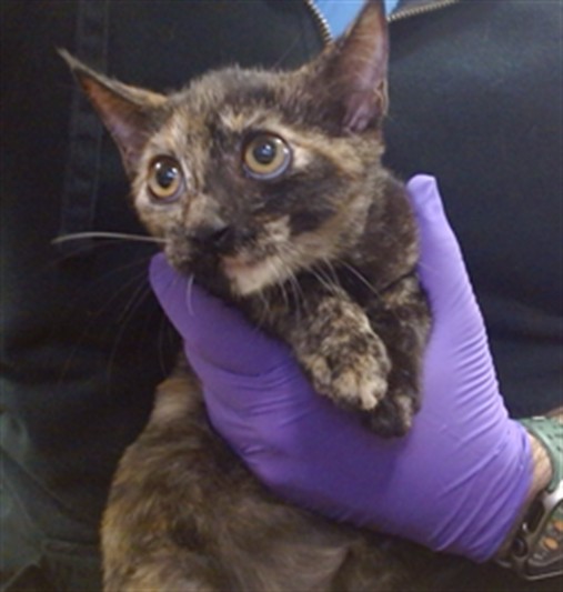 Shelter Stray Female Cat last seen Near BLOCK W 75 ST, 3599 NW 79th Ave, Doral, FL 33122, USA