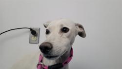 Shelter Stray Female Dog last seen , 4000 N Silverbell Rd, Tucson, AZ 85745, USA