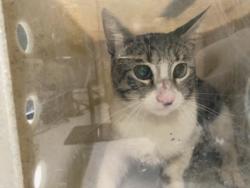 Shelter Stray Male Cat last seen , 1850 W 60th St, Los Angeles, CA 90047, USA