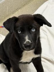 Shelter Stray Male Dog last seen N PECOS RD & E BONANZA RD, 655 N Mojave Rd, Las Vegas, NV 89101, USA