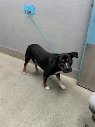 Shelter Stray Male Dog last seen Near BLOCK NEVADA AVE, LAS VEGAS NV 89122, 655 N Mojave Rd, Las Vegas, NV 89101, USA