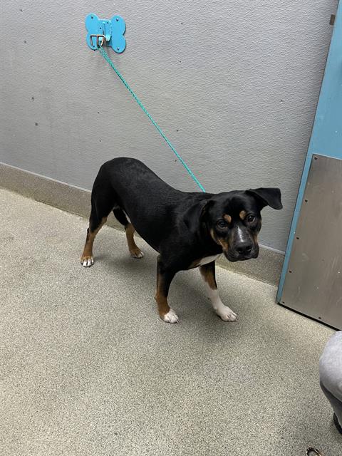 Shelter Stray Male Dog last seen Near BLOCK NEVADA AVE, LAS VEGAS NV 89122, 655 N Mojave Rd, Las Vegas, NV 89101, USA