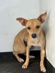 Shelter Stray Female Dog last seen Near BLK HALEY ST, BAKERSFIELD, CA, 201 S Mt Vernon Ave, Bakersfield, CA 93307, USA