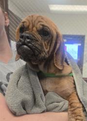 Shelter Stray Male Dog last seen UNKNOWN BAKERSFIELD, 201 S Mt Vernon Ave, Bakersfield, CA 93307, USA