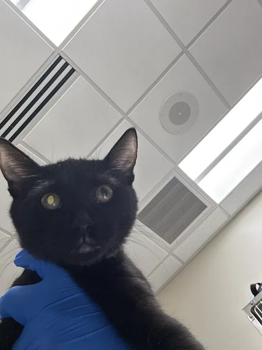 Shelter Stray Female Cat last seen Near BLOCK SCOTT ROBINSON BLVD, NORTH LAS VEGAS NV 89031, 655 N Mojave Rd, Las Vegas, NV 89101, USA