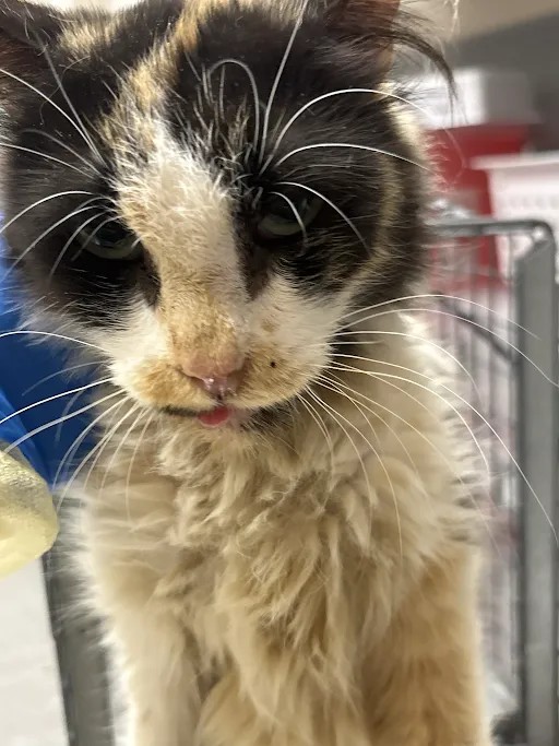 Shelter Stray Female Cat last seen Near BLOCK E PATRICK LN, LAS VEGAS NV 89120, 655 N Mojave Rd, Las Vegas, NV 89101, USA