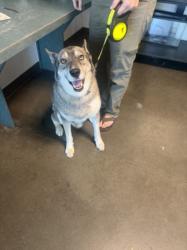 Shelter Stray Male Dog last seen , West Valley Animal Shelter, 20655 Plummer St, Chatsworth, CA 91311, USA