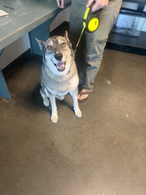 Shelter Stray Male Dog last seen , West Valley Animal Shelter, 20655 Plummer St, Chatsworth, CA 91311, USA