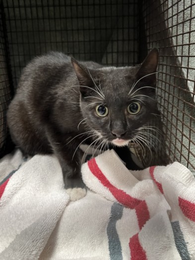 Shelter Stray Female Cat last seen , West Valley Animal Shelter, 20655 Plummer St, Chatsworth, CA 91311, USA