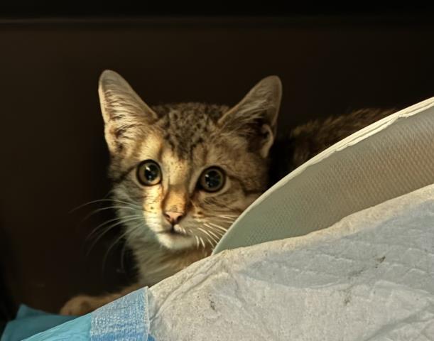 Shelter Stray Unknown Cat last seen W 69TH PL + LOWELL BLVD, 2080 S Quebec St, Denver, CO 80231, USA