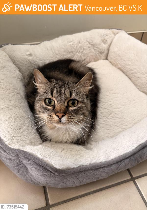 Found/Stray Female Cat last seen Kevin Place, Vancouver, BC V6S 2K8